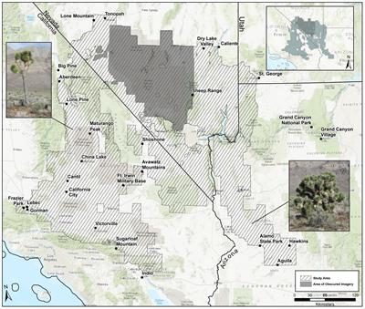 Unprecedented distribution data for Joshua trees (Yucca brevifolia and Y. jaegeriana) reveal contemporary climate associations of a Mojave Desert icon
